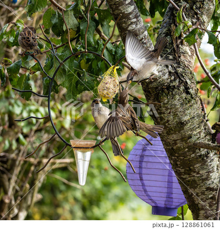 House sparrow, Passer domesticus. An adult sparrow feeds its young chick. 128861061