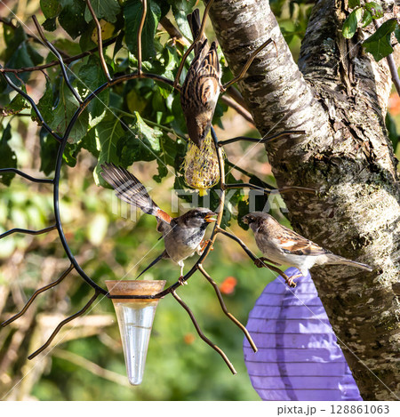House sparrow bird, Passer domesticus perched on bird feeder containing birdseed. House sparrow bird, Passer domesticus perched on bird feeder containing birdseed. 128861063