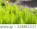 タチテンモンドウ 128861217