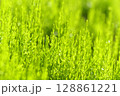 タチテンモンドウ 128861221