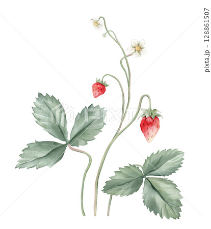 Composition with Wild Strawberry branches and white flower . Hand drawn watercolor illustration of Woodland strawberry plant green leaves and red wild berries on isolated background. Composition with Wild Strawberry branches and white flower . Hand drawn watercolor illustration of Woodland strawberry plant green leaves and red wild berries on isolated background. 128861507