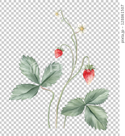 Composition with Wild Strawberry branches and white flower . Hand drawn watercolor illustration of Woodland strawberry plant green leaves and red wild berries on isolated background. Composition with Wild Strawberry branches and white flower . Hand drawn watercolor illustration of Woodland strawberry plant green leaves and red wild berries on isolated background. 128861507