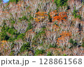 樺の木　紅葉 128861568