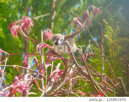 スズメ飛び立つ 128861970