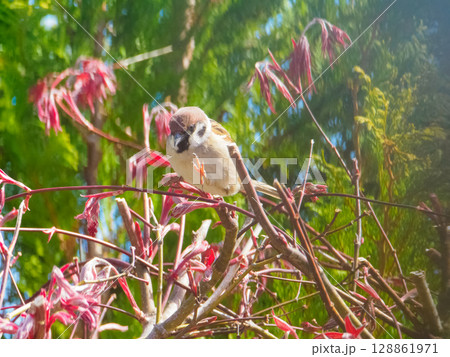 枝の上を歩くスズメ 枝の上を歩くスズメ 128861971