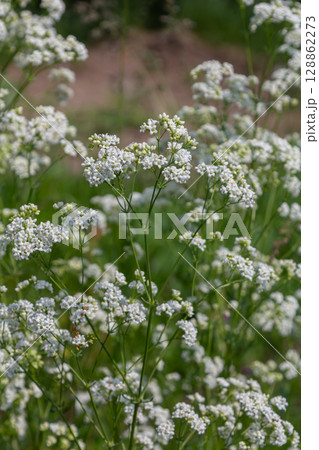 Blooming galium album in natural habitat showcasing delicate white flowers during the spring season 128862273
