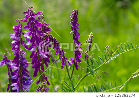 Vicia cracca blooms in a vibrant green setting showcasing its delicate purple flowers on a sunny day in a meadow during early spring 128862274