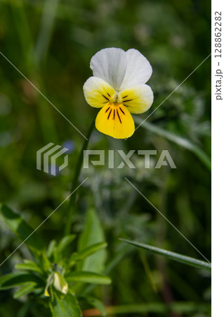 Beautiful close-up of Viola tricolor showcasing the delicate wild pansy flower in a natural green setting during springtime bloom Beautiful close-up of Viola tricolor showcasing the delicate wild pansy flower in a natural green setting during springtime bloom 128862282