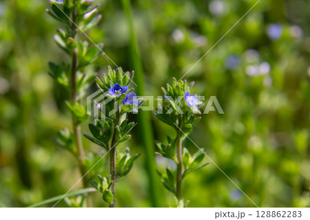 Corn Speedwell blossoms adorn a green landscape in spring showcasing delicate blue flowers on slender stems under natural sunlight Corn Speedwell blossoms adorn a green landscape in spring showcasing delicate blue flowers on slender stems under natural sunlight 128862283