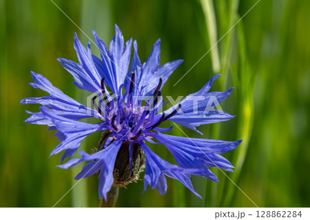 Vibrant centaurea cyanus blooms in a sunlit field showcasing the beauty of bachelor's buttons during the warm afternoon Vibrant centaurea cyanus blooms in a sunlit field showcasing the beauty of bachelor's buttons during the warm afternoon 128862284