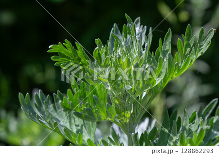 Detailed view of Artemisia absinthium displaying aromatic silvery leaves in a flourishing garden under natural sunlight Detailed view of Artemisia absinthium displaying aromatic silvery leaves in a flourishing garden under natural sunlight 128862293