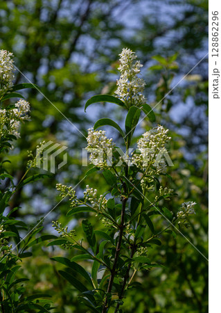 Wild privet shrub in bloom with white flowers against a bright blue sky and lush green foliage 128862296