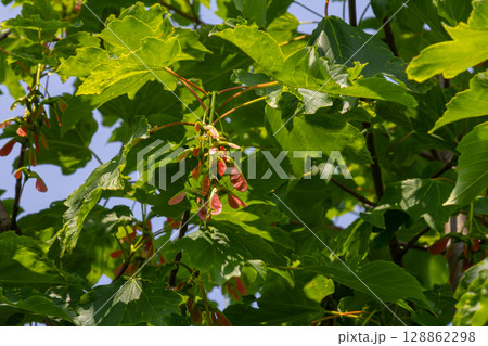 Sycamore maple tree displaying unique winged seeds along with vibrant green leaves in daylight Sycamore maple tree displaying unique winged seeds along with vibrant green leaves in daylight 128862298