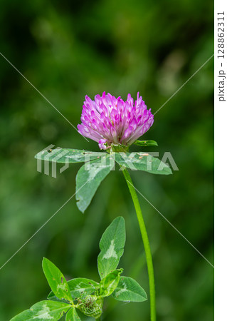 Red Clover blooms prominently in a lush green environment during mid-summer showcasing its vibrant pink petals against nature's backdrop 128862311