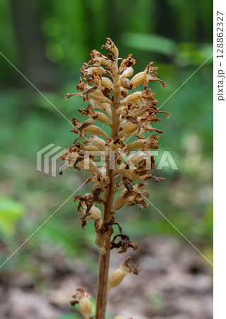 Bird's-nest orchid blooms in a woodland setting showcasing its unique saprophytic nature Bird's-nest orchid blooms in a woodland setting showcasing its unique saprophytic nature 128862327