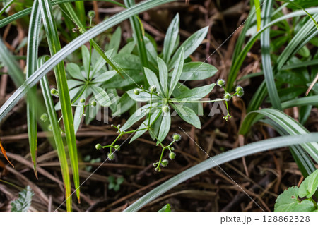 Sweet Woodruff Galium odoratum thriving in a forest floor habitat showcasing lush green foliage and delicate flowers in springtime Sweet Woodruff Galium odoratum thriving in a forest floor habitat showcasing lush green foliage and delicate flowers in springtime 128862328