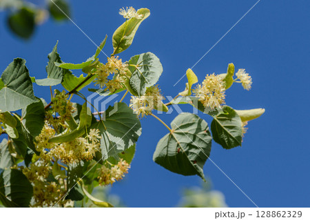 Fragrant small-leaved lime tree blooms under a clear blue sky showcasing yellowish-white flowers appealing to pollinators 128862329