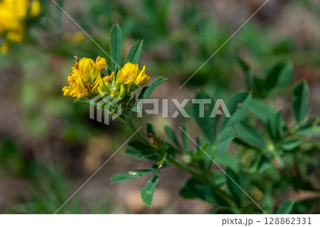 Black Medick blooms vibrantly in a sunny meadow showcasing its distinctive yellow flowers and lush green foliage during mid-spring Black Medick blooms vibrantly in a sunny meadow showcasing its distinctive yellow flowers and lush green foliage during mid-spring 128862331