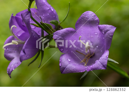 Beautiful peach-leaved bellflower captures droplets of water in a lush green garden during springtime 128862332