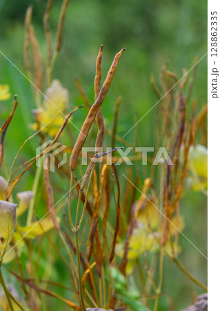 Greater Celandine plant with seed pods displayed prominently in a natural setting during late summer 128862335
