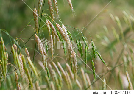 Rough brome plant exhibiting green and white seed heads in a natural habitat during a sunny day 128862338