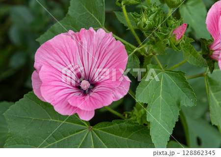 Colorful Lavatera trimestris blooms under bright sunlight showcasing vibrant pink petals and lush green leaves in a garden setting during summer Colorful Lavatera trimestris blooms under bright sunlight showcasing vibrant pink petals and lush green leaves in a garden setting during summer 128862345