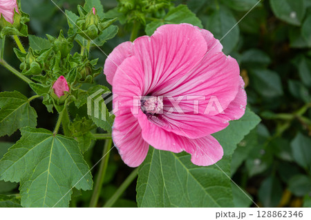 Lush blooms of Lavatera trimestris in vibrant pink against green foliage in a garden during late summer 128862346