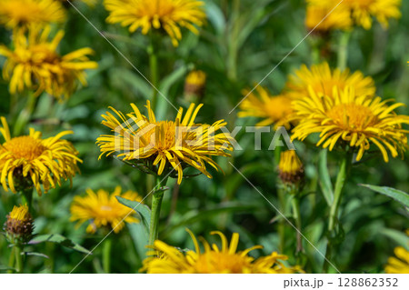 Vibrant yellow flowers of Inula salicina thrive in a sunlit garden during late spring showcasing their unique willow-like leaves Vibrant yellow flowers of Inula salicina thrive in a sunlit garden during late spring showcasing their unique willow-like leaves 128862352