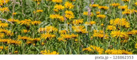 Willow-leaved Inula blooming in a vibrant meadow filled with yellow flowers during a sunny spring afternoon Willow-leaved Inula blooming in a vibrant meadow filled with yellow flowers during a sunny spring afternoon 128862353