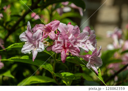 Ornamental Weigela florid with beautiful pink flowers blooming in a garden setting during springtime Ornamental Weigela florid with beautiful pink flowers blooming in a garden setting during springtime 128862359
