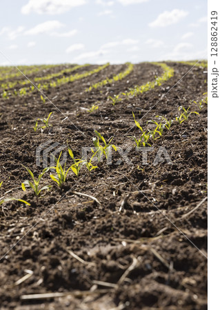 sprouts of sweet corn in the field in the spring season, agricultural activity corn farming field 128862419