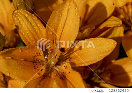 lily flowers with water droplets in spring, wet lily in sunny weather , closeup, top view 128862430