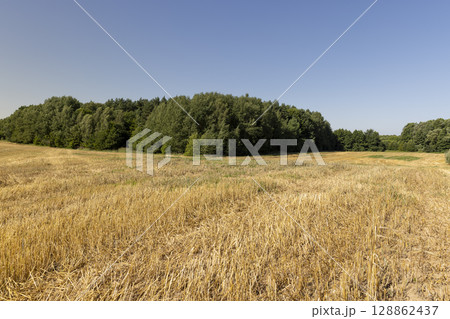 a field where wheat has been harvested, field after harvesting grain with wheat stalks sticking out, blue sky, landscape photography a field where wheat has been harvested, field after harvesting grain with wheat stalks sticking out, blue sky, landscape photography 128862437