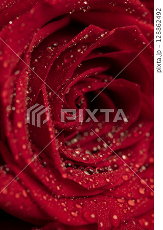 a beautiful fresh macro rose flower on a black slate in drops of water, closeup a beautiful fresh macro rose flower on a black slate in drops of water, closeup 128862492