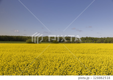 a field with rapeseed flowers, rapeseed flowers in the summer during the flowering season, blue sky and the forest 128862518
