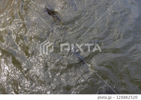 fish in a lake, dirty water in a lake with a lot of carp under water, top view 128862520