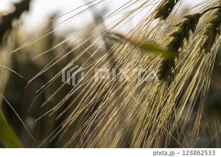 a field with rye before ripening, the sky in the evening 128862533