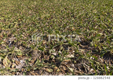 a field with beet for the production of sugar , closeup a field with beet for the production of sugar , closeup 128862548