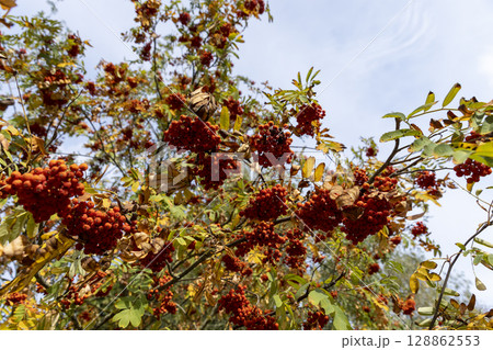 red rowan berries in the autumn , ripe red rowan berries and yellowing foliage of trees in the park 128862553