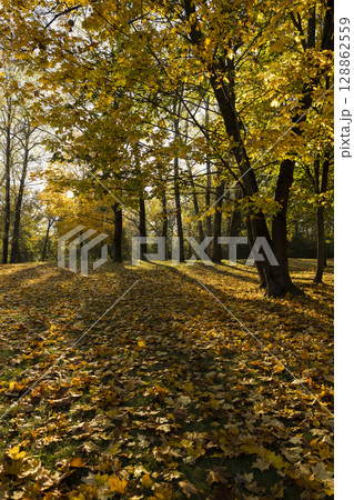 sunny day in the park during the leaf fall 128862559