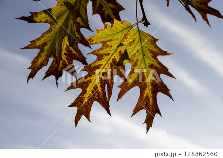 oak tree growing in the autumn , blue sky, long oak branches with yellowing foliage in sunny weather in autumn 128862560
