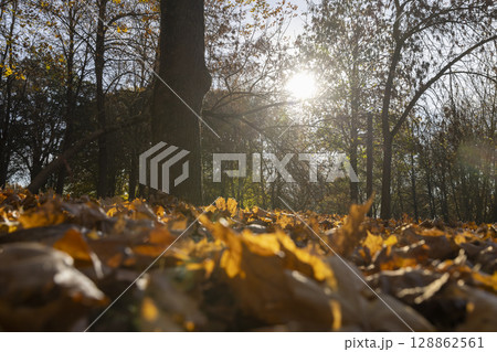 maple leaves lying on the ground in autumn, a large number of fallen maple leaves are orange and yellow, closeup 128862561