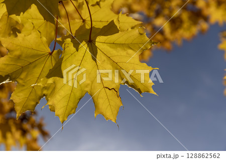 yellow foliage of trees changes color during the autumn season, beautiful colorful foliage on the branches of trees before falling before the fall, sunny weather 128862562