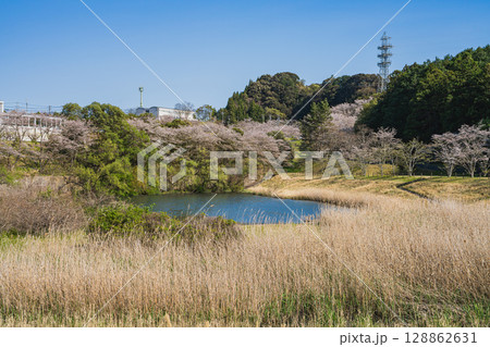 磐田市の亀井戸城跡周辺の桜の風景(静岡県) 128862631