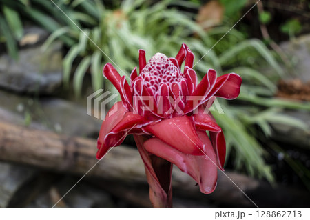 Porcelain rose, flowering plant native to Malaysia and Thailand, zingiberaceae family, etlingera elatior Porcelain rose, flowering plant native to Malaysia and Thailand, zingiberaceae family, etlingera elatior 128862713