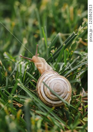 Snail with pale spiral shell crawling away through dense green grass, viewed from behind in a natural close-up Snail with pale spiral shell crawling away through dense green grass, viewed from behind in a natural close-up 128862913