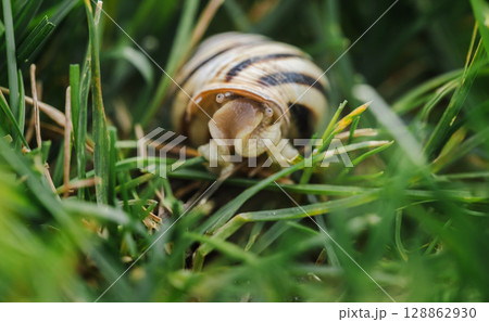 Snail with a striped shell stretching upward through tall green grass, highlighted by sunlight in a close-up scene 128862930