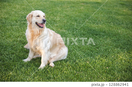 Happy golden retriever sitting on fresh green grass, looking joyful and relaxed on a sunny day outdoors. 128862941