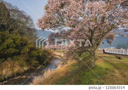 設楽町の清水のコヒガンザクラの風景(愛知県) 128863014
