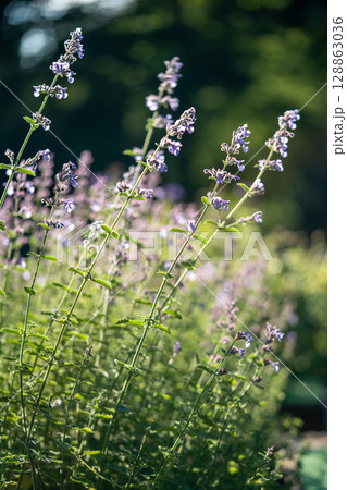 Catnip thrives in sunny rays on meadow garden. Herbal feline favorite plant, field flower bloom 128863036